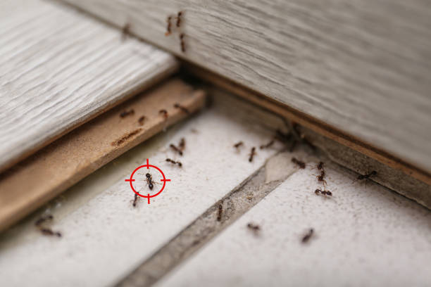 Best Pest Removal Services  in Indianola, WA