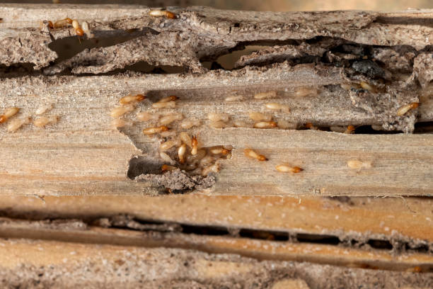 Pest Control for Restaurants in Indianola, WA